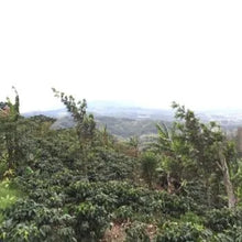 Barösta Kaffee - Honduras Copán CAFICO Farmer BIO