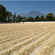 Barösta Kaffee  - Guatemala Huehuetenango Finca Calahute