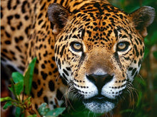 Barösta Kaffee - Costa Rica Tarrazú San José