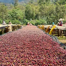 Barösta Kaffee - Ethiopia Sidamo