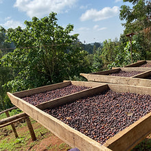 Barösta Kaffee - Ethiopia Sidamo