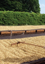 Barösta Kaffee - Brazil pulped natural Arabica