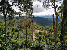 Barösta Kaffee - Nicaragua El Limoncillo
