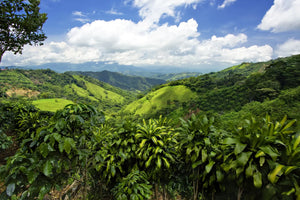 Barösta Kaffee - Costa Rica Tarrazú Cerro Los Vindas