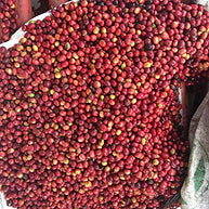Barösta Kaffee  - Guatemala Antigua