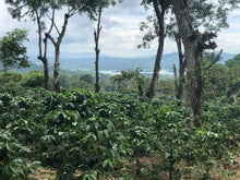 Barösta Kaffee - Nicaragua Cooperativa Sacaclí BIO