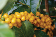 Barösta Kaffee - Brazil pulped natural Arabica